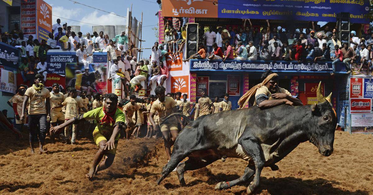 Tamil Nadu: 2 dead, 40 injured in Jallikattu event in Sivaganga